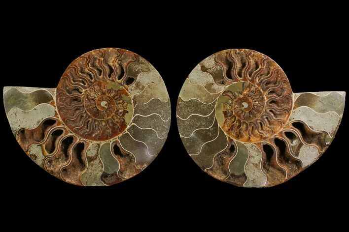 Agatized Ammonite Fossil - Madagascar #111535